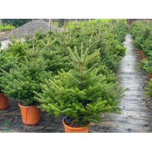 Jedľa kórejská (Abies koreana) - výška 80-100 cm, kont. C12L